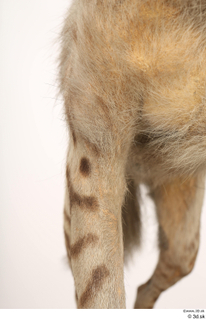 Striped Hyena Hyaena hyaena leg 0023.jpg